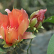 Illustration for article titled Spring has sprung: A Xyl0 photo gallery